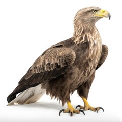 Obraz premium White-tailed Eagle bird isolated on white background. Generative AI
