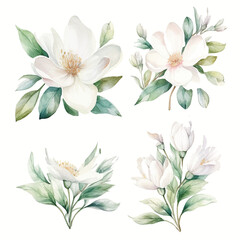 Set of white bloom floral watecolor. flowers and leaves. Floral poster, invitation floral. Vector arrangements for greeting card or invitation design