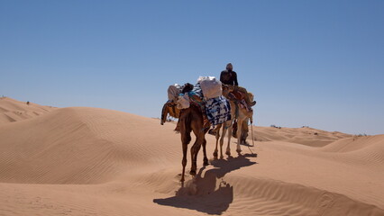 Dromedary camels (Camelus dromedarius) on a camel trek in the Sahara Desert, outside of Douz,...