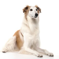 Borzoi dog isolated on white background. Generative AI