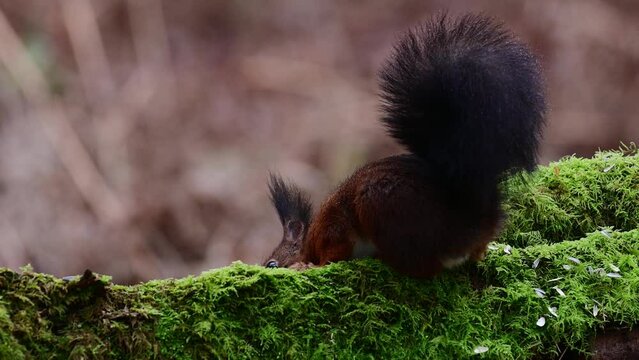 Red squirrel sits on dead wood overgrown with moss and eats hidden sunflower seeds, european red squirrel, february, north rhine westphalia, (sciurus vulgaris), germany