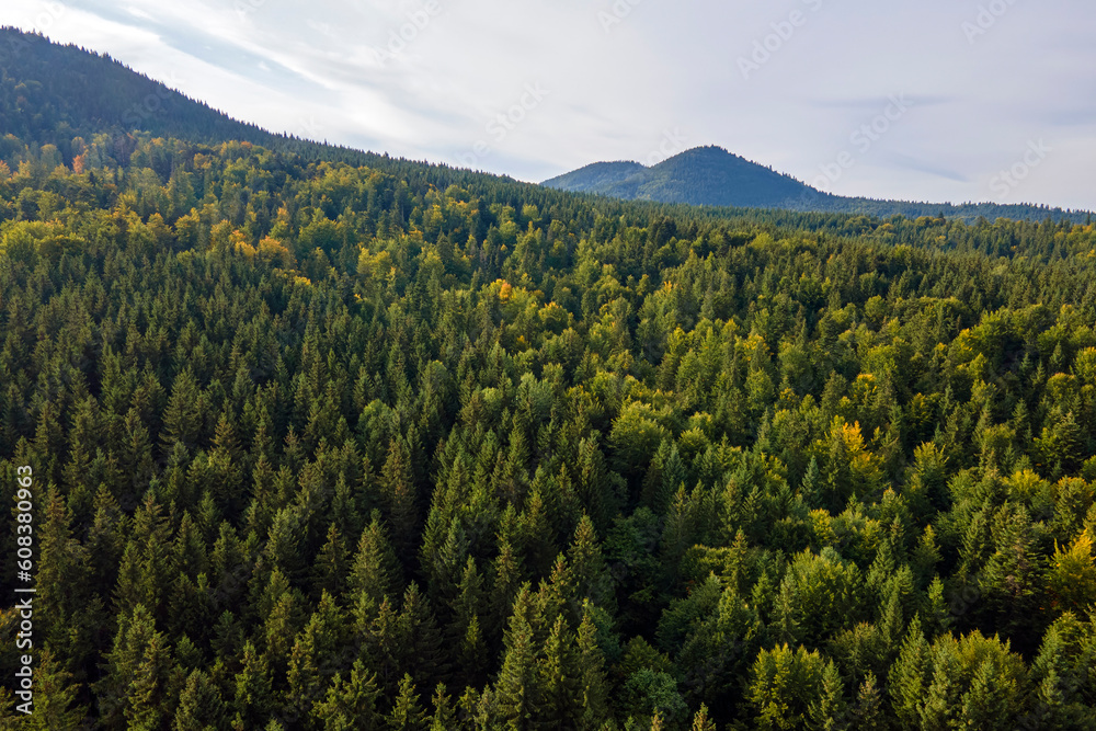 Wall mural Aerial view of green pine forest with dark spruce trees covering mountain hills. Nothern woodland scenery from above