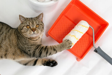 Beautiul scottish straight cat lying against paint can, roller and paint tray for painting wall on the floor © Inna