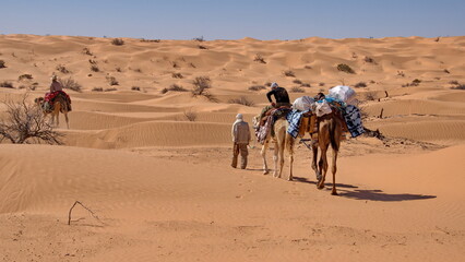 Dromedary camels (Camelus dromedarius) on a camel trek in the Sahara Desert, outside of Douz, Tunisia