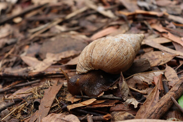 Giant African Land Snail in Nairobi, Kenya