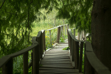 Fototapeta na wymiar Sendero de madera en un bosque. Túnel vegetal y puente de madera.