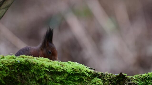 Red squirrel sits on dead wood overgrown with moss and eats hidden sunflower seeds, european red squirrel, february, north rhine westphalia, (sciurus vulgaris), germany