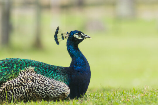 Pavo real descansando en una reserva con fondo verde.