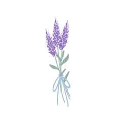 Fototapeta na wymiar lavender isolated on white background