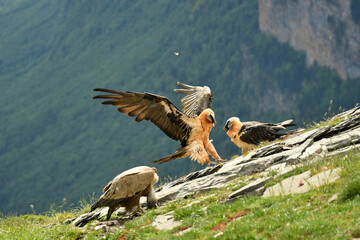 quebrantahuesos en el pirineo aragonés. España