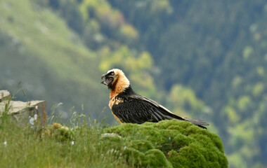 quebrantahuesos en el pirineo aragonés. España