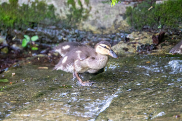 Entenküken steigen einen Wasserlauf hinauf