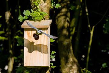 a blue tit flies out of the nest box with its wings spread out