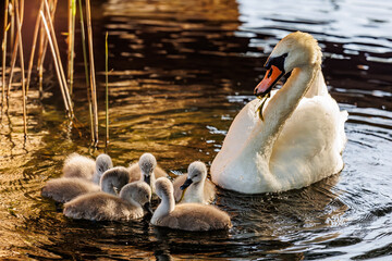 Schwan mit K&uuml;ken