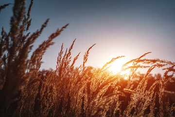 Naklejka premium beautiful dry grass or cereal crops in field waving under wind at sunset