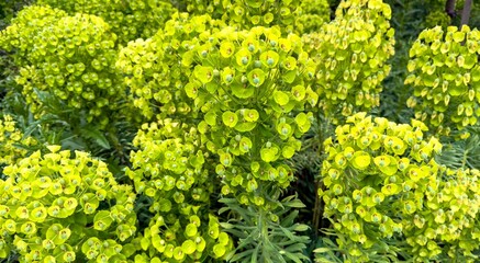Yellown  Mediterranean Spurge
