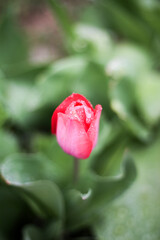 red rose with water drops