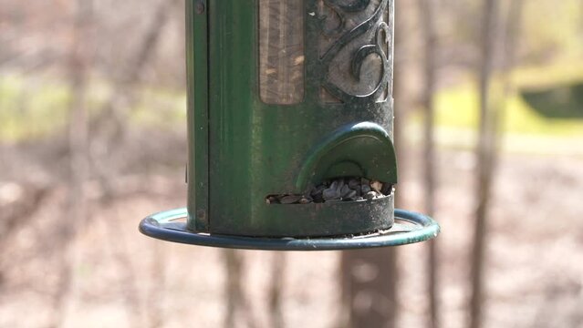 Dark eyed Junco Hyemalis at a bird feeder full of sunflower seeds feeding on an early spring day in New England shot at 120 FPS and played back at 30 fps