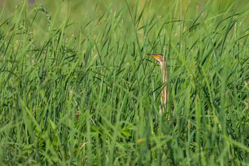 Little Bittern (Ixobrychus minutus) usually lives in wetlands. Frog feeds on snakes and fish. Summer is a bird of migration.