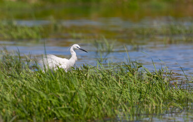 Little Egret (Egretta garzetta) is a very good fish hunter. It is lives near lake and rivers.