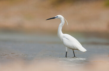 Little Egret (Egretta garzetta) is a very good fish hunter. It is lives near lake and rivers.
