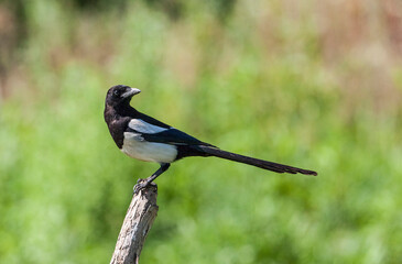 Eurasian Magpie (Pica pica) is a clever crow.