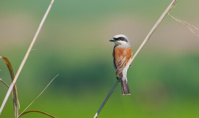 Red backed Shrike (Lanius collurio) is a very good insect and spider hunter. Sometimes even a dumb mouse.