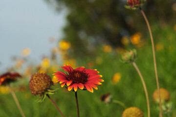 Indian blanket flower in north Texas spring landscape, wildflowers in meadow against blurred background.