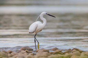 Little Egret (Egretta garzetta) is a very good fish hunter. It is lives near lake and rivers.