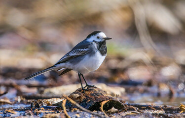 White Wagtail (Motacilla alba) is a wagtail that lives in Asia, Europe and North Africa.