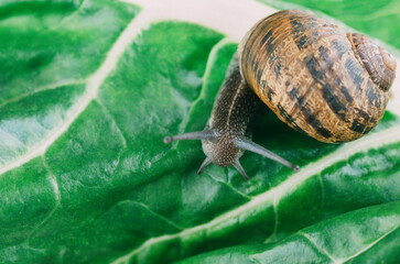 Snail crawling on a green leaf of chard, close-up.