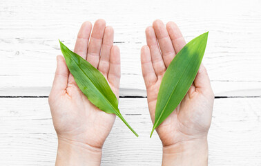 Person showing two very similar spring leaves. On the left is tasty edible Allium ursinum known as wild garlic and on the right is very poisonous Convallaria majalis known as Lily of the valley leaf.