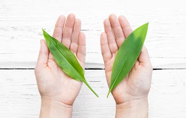 Rolgordijnen Person showing two very similar spring leaves. On the left is tasty edible Allium ursinum known as wild garlic and on the right is very poisonous Convallaria majalis known as Lily of the valley leaf. © FotoHelin