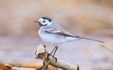 White Wagtail (Motacilla alba) is a wagtail that lives in Asia, Europe and North Africa.
