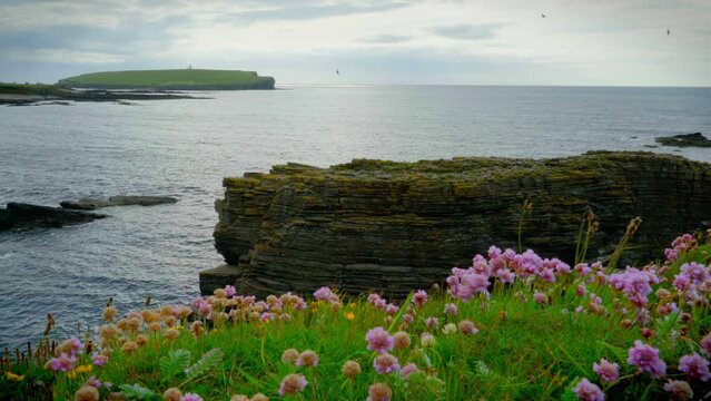 Wide of rocky nesting area for terns in Orkney Scotland with Brough of Birsay