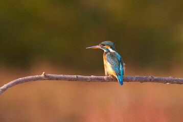 
Common Kingfisher (Alcedo atthis) is one of the most popular wetlands in Turkey.