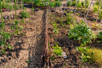 Natural backyard vegetable garden with willow fence as border for beds © Brebca