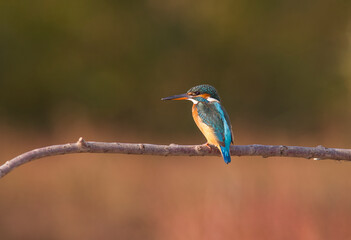 Naklejka premium Common Kingfisher (Alcedo atthis) is one of the most popular wetlands in Turkey.