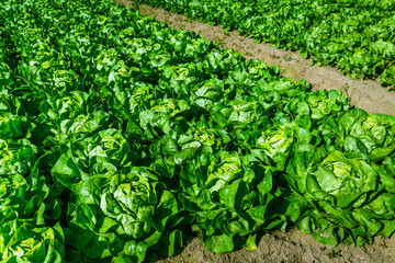Fototapeta na wymiar Agricultural field with rows of lettuce plants. Rural landscape and vegetable cultivation