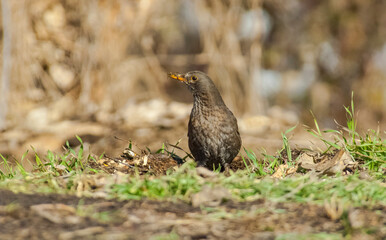 Common Blackbird (Turdus merula) is a species of bird that can live under different environmental conditions.