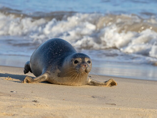 Naklejka premium Common or Harbour Seal dashing along the beach
