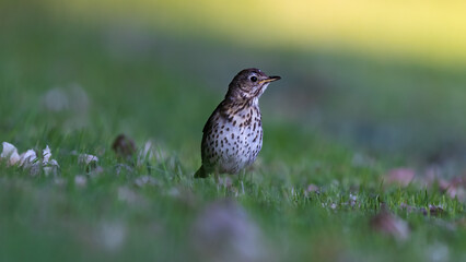 Trush bird on the field