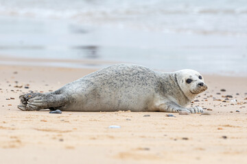 Common or Harbour Seal Phoca vitulina resting on a sandy beach