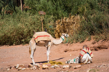 Africa camels rest in the moroccan earth