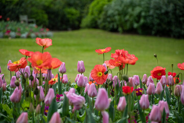 field of tulips