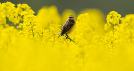 skylarg in the canola field