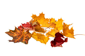 bunch of autumn leaves isolated on white background, dry fallen leaves