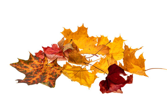 bunch of autumn leaves isolated on white background, dry fallen leaves
