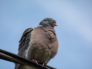 The common wood pigeon or woodpigeon (Columba palumbus) sitting on a cable with blue sky in background