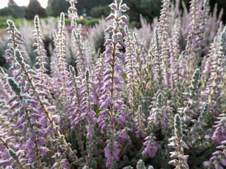 Macro of Calluna vulgaris 'Grizabella' with pale grey foliage flowering with lavender coloured flowers in summer through to autumn